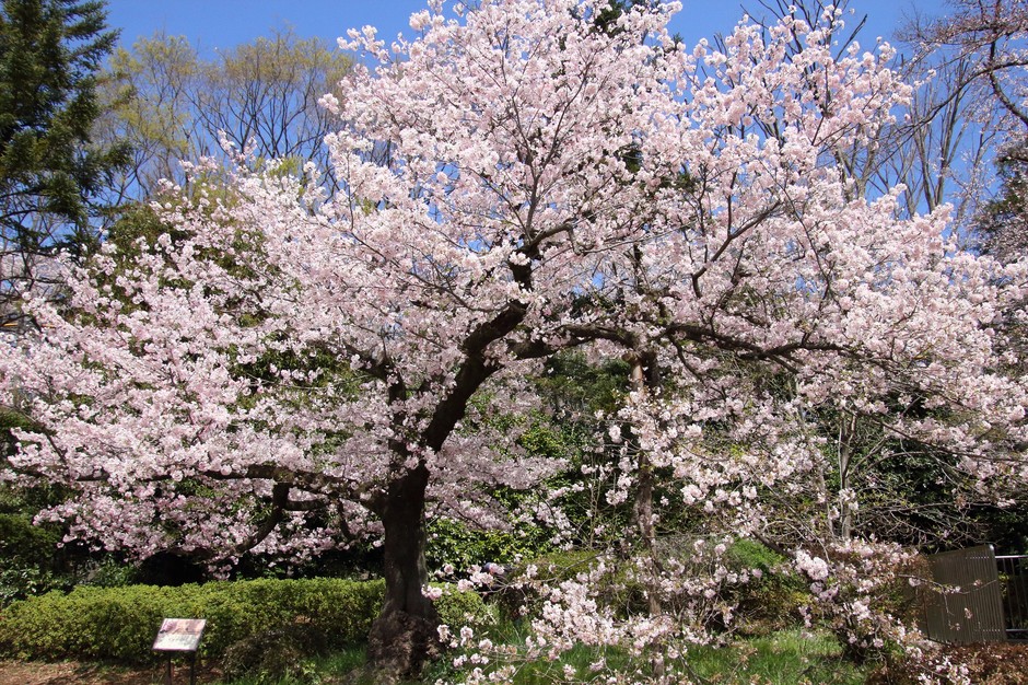 ‘神代曙’の原木