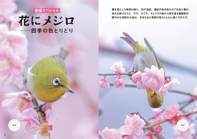 花にメジロ──四季の色とりどり