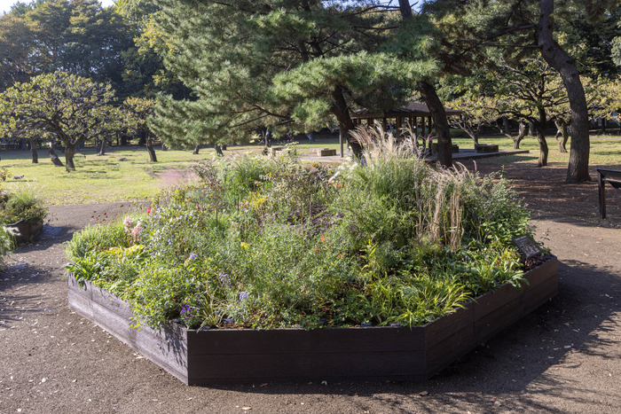 Aガーデンの様子（11月）