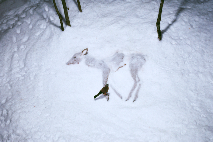 「シカの死を確認するカケス」 1992