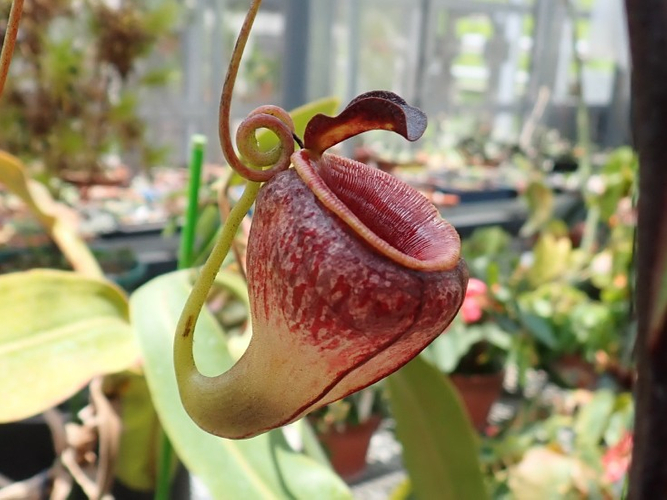 高地性ウツボカズラ　ネペンテス・テヌイス