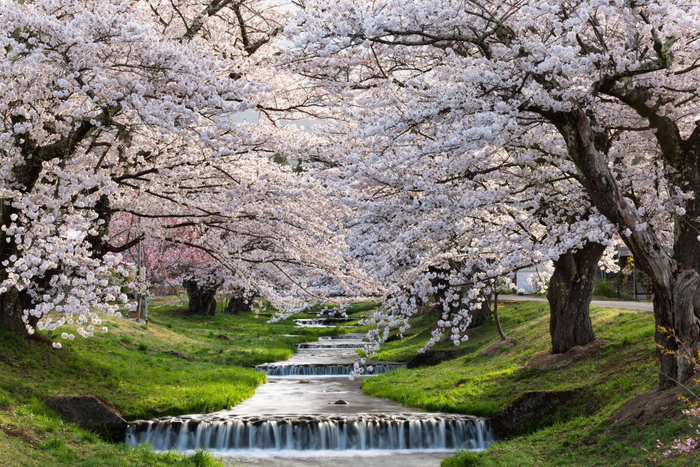 観音寺川の桜