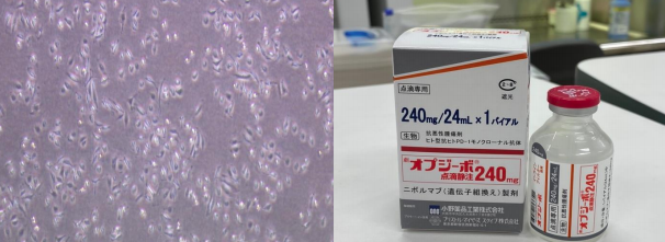 上皮がん細胞(イメージ)(左)、ニボルマブ(商品名:オプジーボ)(右)