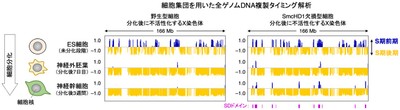 図2 野生型およびSmcHD1欠損型細胞の不活性X染色体の複製プロファイリング