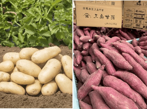 この地ならではの風土が育む 高品質な箱根西麓三島野菜