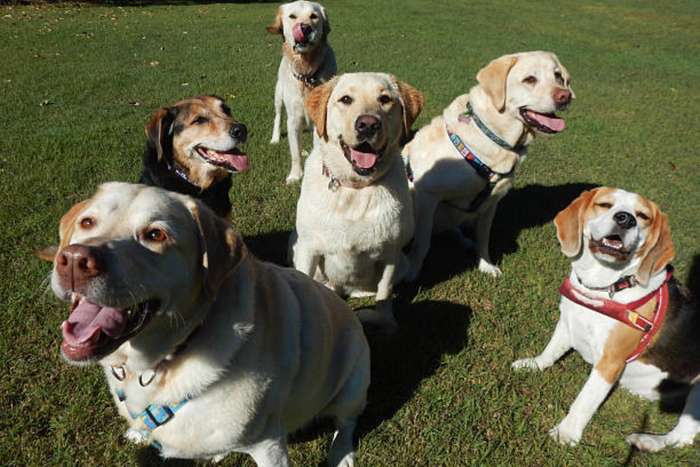 わんちゃん楽しい