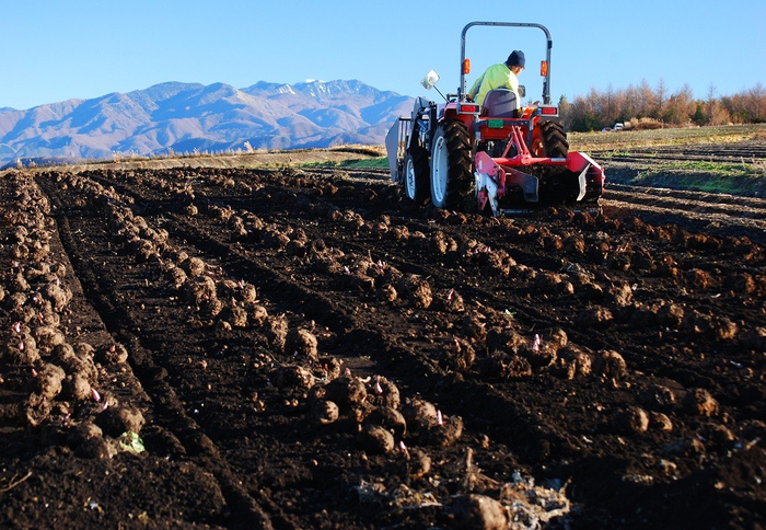 昭和村　こんにゃく畑