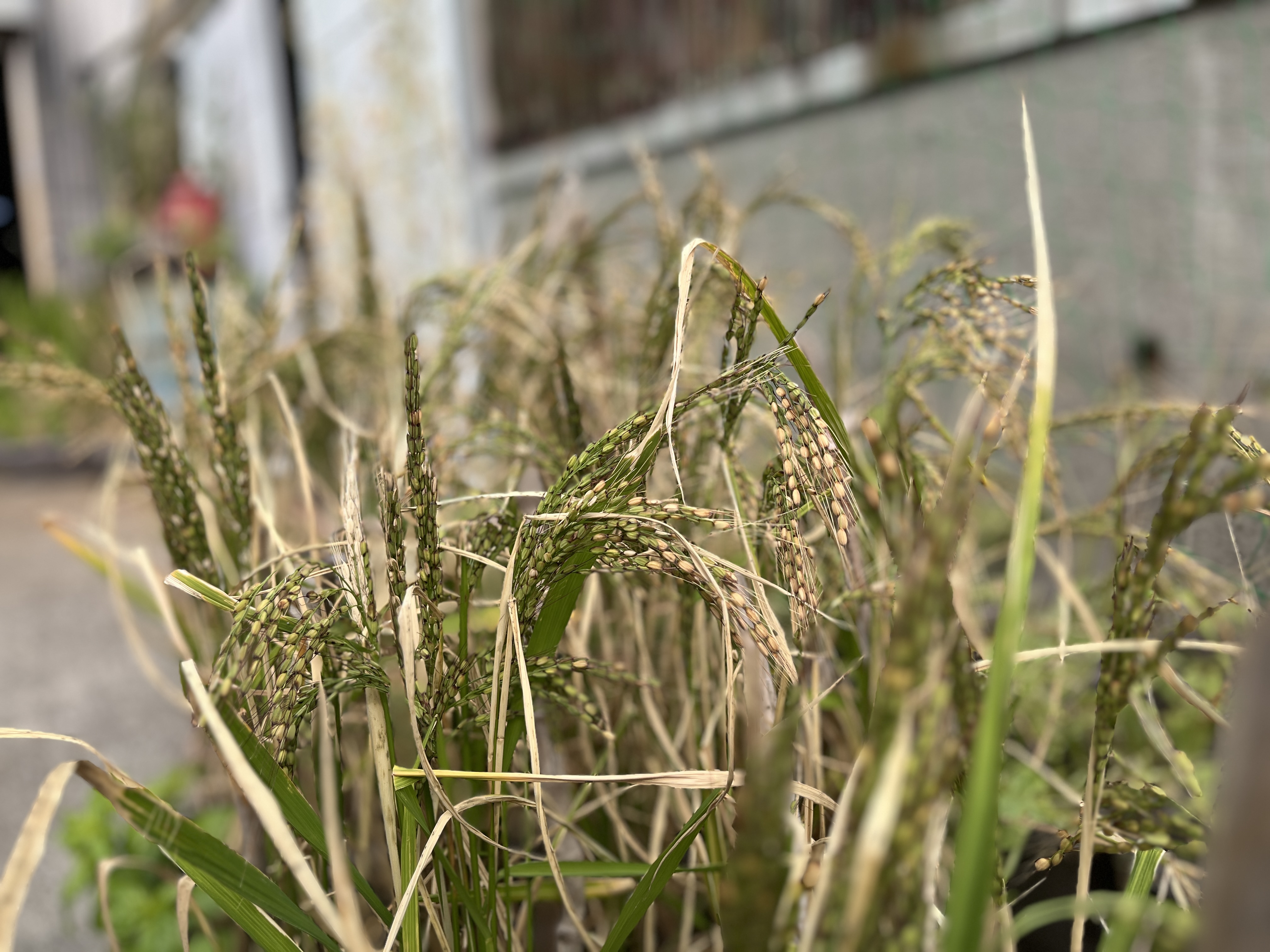 南あわじ市の露地環境での出穂