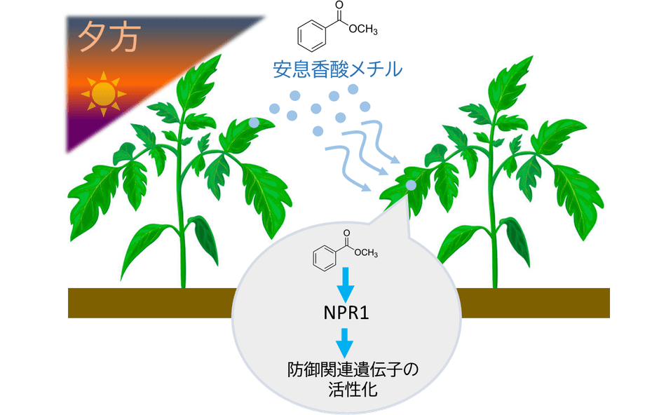 図1．本研究の概要　MBは夕方から夜にかけて植物から多く放出され、この香りを受け取った植物では防御遺伝子が活性化される。また、その応答は植物免疫の中心制御因子であるNPR1を必要とする一方、従来知られているMeSAとは異なる特徴を示す。
