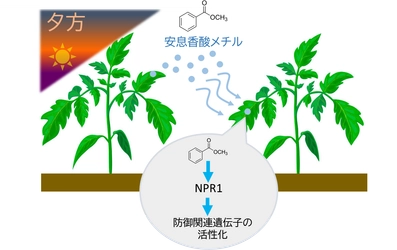 植物は夕方に「香り」で防御態勢を整える ―植物間コミュニケーションを担う新たな空気中シグナルを発見―