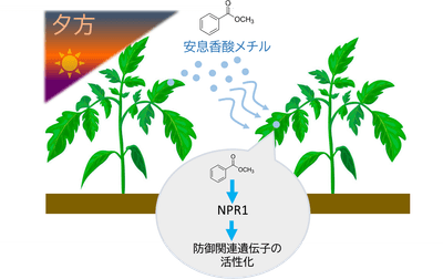 図1．本研究の概要　MBは夕方から夜にかけて植物から多く放出され、この香りを受け取った植物では防御遺伝子が活性化される。また、その応答は植物免疫の中心制御因子であるNPR1を必要とする一方、従来知られているMeSAとは異なる特徴を示す。
