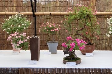 「春のミニバラ盆栽展」の様子(令和4年撮影)