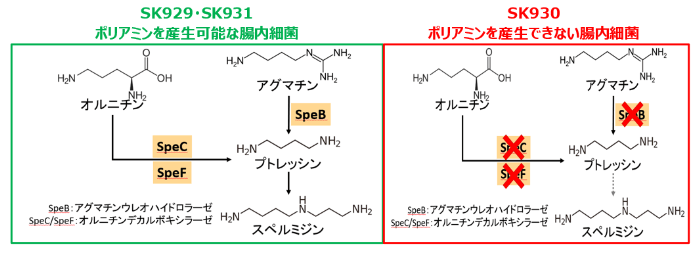 図2 実験に用いた腸内細菌のポリアミン生合成経路