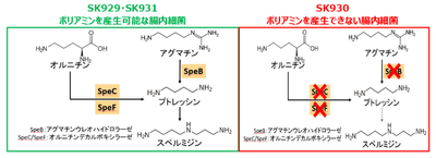 図2 実験に用いた腸内細菌のポリアミン生合成経路