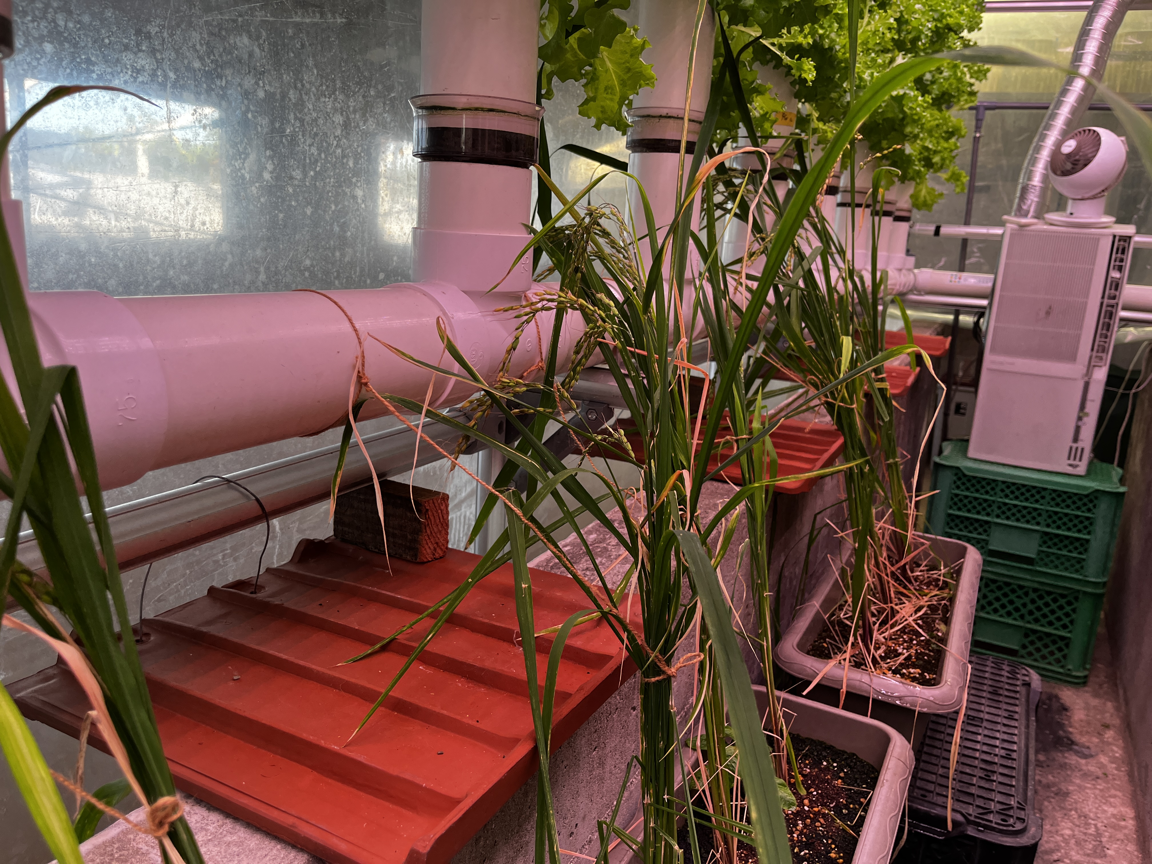 当社ラックと同じ特注LED環境での出穂