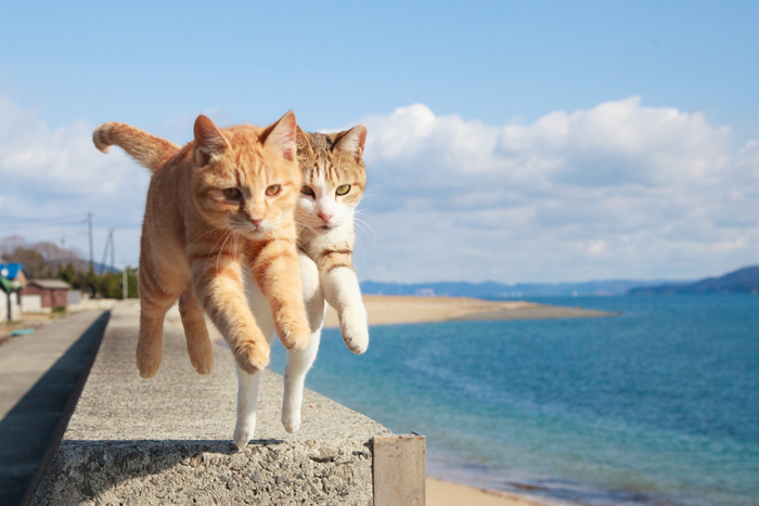 猫写真5
