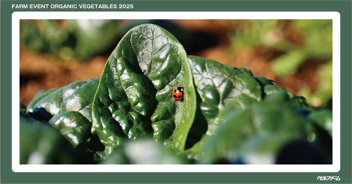 有機野菜3種収穫体験イベントイメージ画像⑤