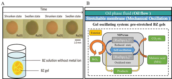 (A)化学液中で収縮と膨張を繰り返すBZゲル(B)BZゲルの振動エネルギーを、伸縮性膜を通じてオイルの流れへエネルギー変換する様子