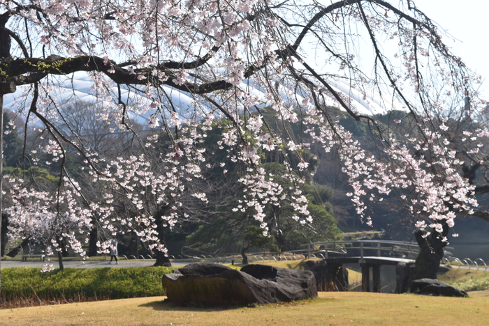 小石川後楽園シダレザクラ（過去最盛期の様子）