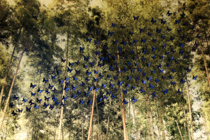 竹やぶ&times;蝶の背景