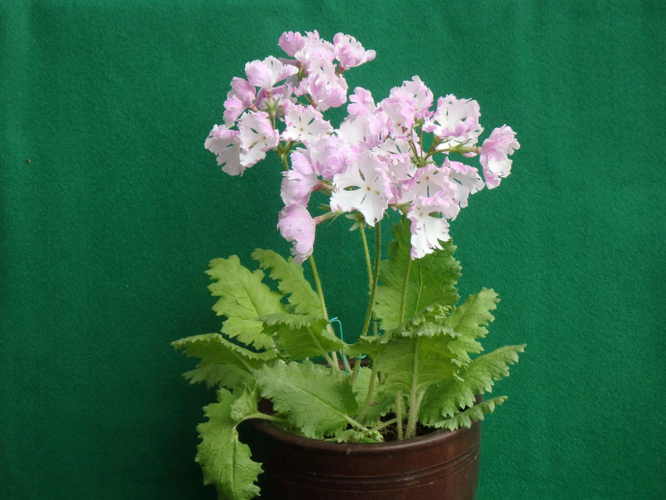 &lsquo;隠れ蓑&rsquo;