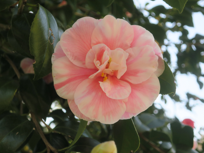 日月（ジツゲツ）