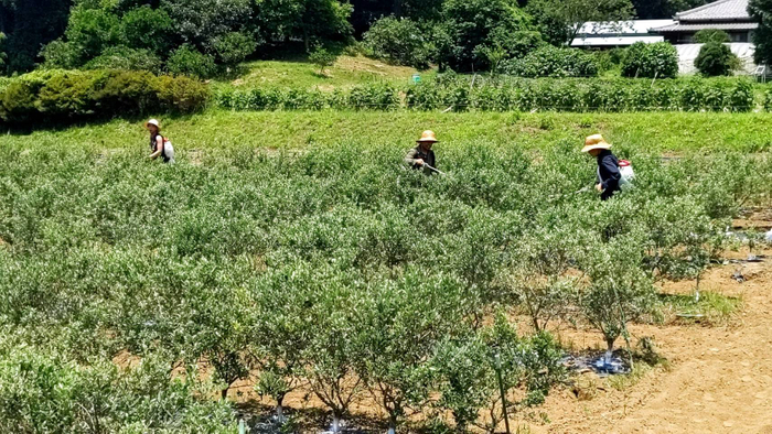 オリーブ畑