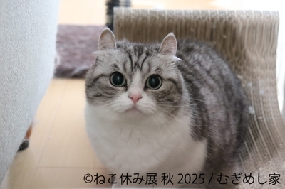 展示作品:むぎめし家