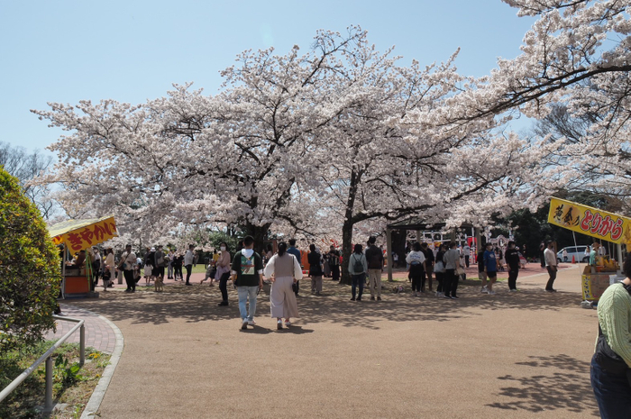 市民の憩いの場「松ヶ丘公園」 園内には200本の「ソメイヨシノ」
