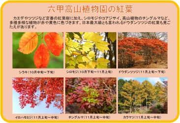 六甲高山植物園 市街地より一足早い秋の訪れ 紅葉見頃 10月下旬～11月下旬 「ひかりの森～夜の芸術散歩～」開催！