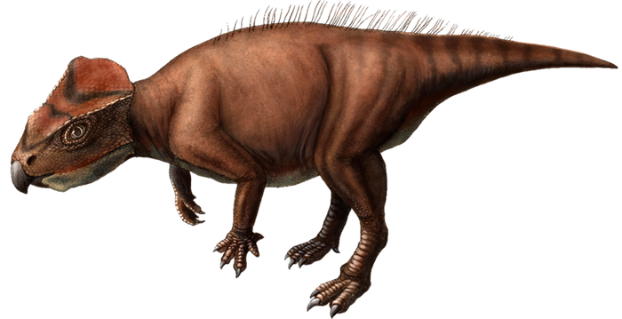 ササヤマグノームスの復元画（&copy;Kanon Tanaka_田中花音）