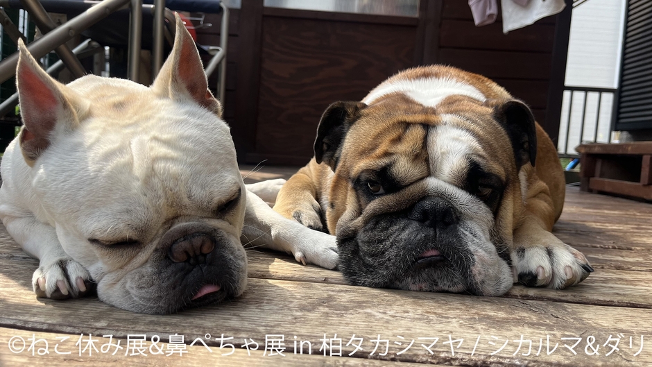 鼻ぺちゃ展 展示作品:シカマル&ダリ