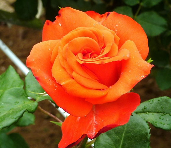 上皇后美智子様に献呈された「プリンセスミチコ」