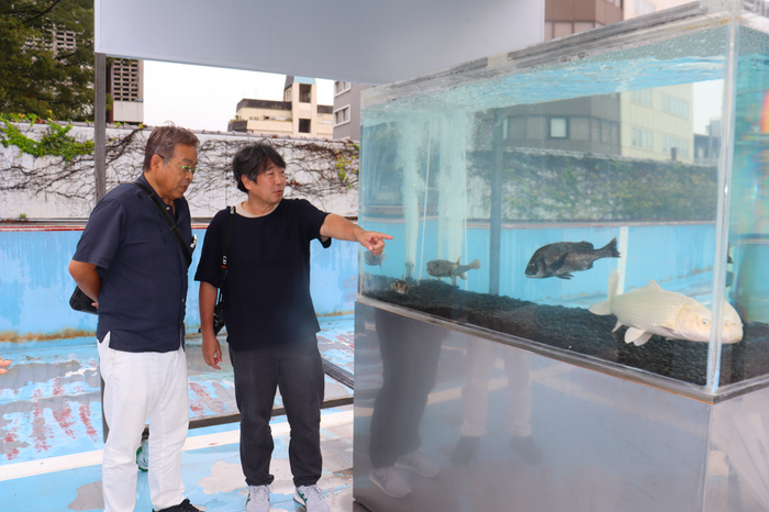 プールとは別にネズミフグとチヌ（クロダイ）、プラチナニシキゴイが泳ぐ水槽を見つめる（左から）山本准教授と島袋さん