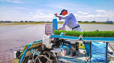 宮城県大崎市田尻町での米作りの様子