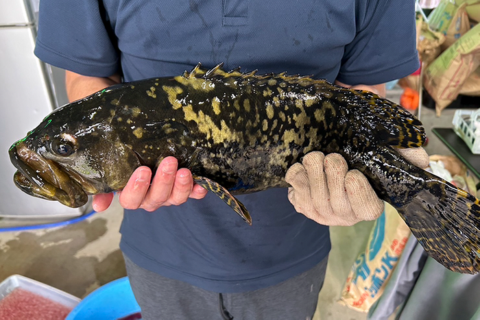 大きく育ったタマカイ