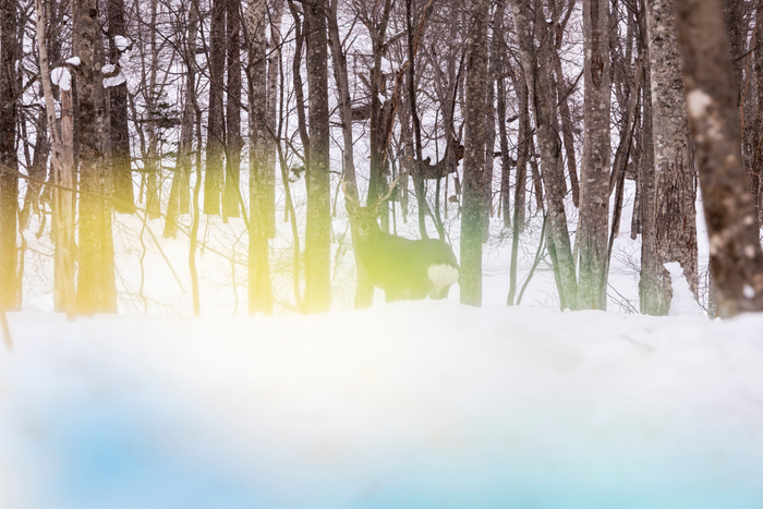 &copy;Yoshinori Mizutani