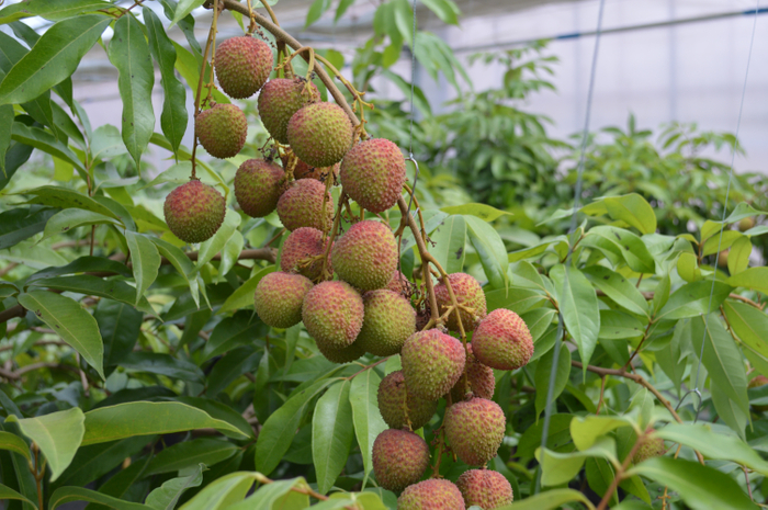 玉荷包ライチ