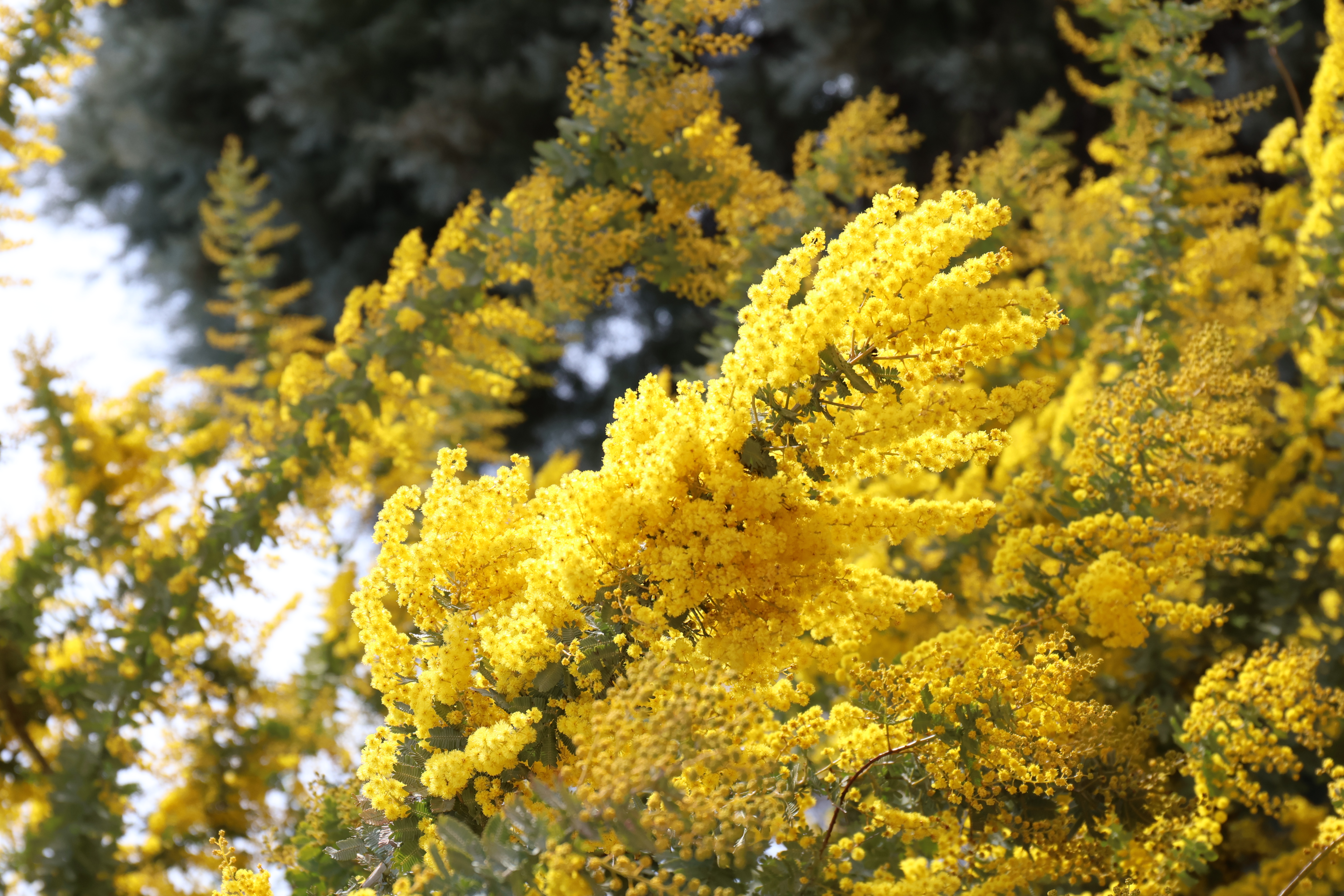 イベント当日は満開のミモザを見ることが&rsquo;できそうです