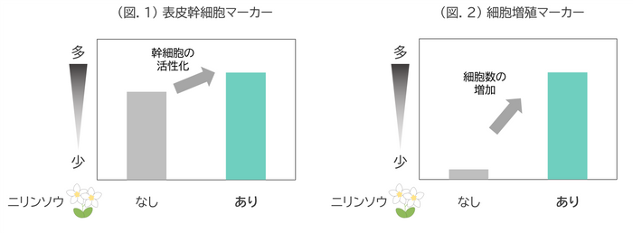(図.1) 表皮幹細胞マーカー／(図.2) 細胞増殖マーカー