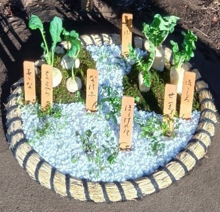 地植えの七草の展示(昨年度の様子)
