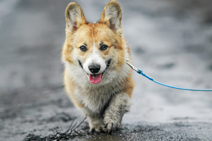 雨の日にお散歩へ行くと、どんなメリットとデメリットがあるのでしょう?