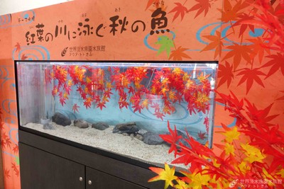 テーマ水槽