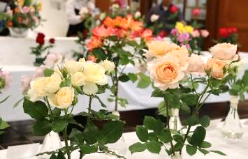 「春のバラ展」の様子（令和７年撮影）