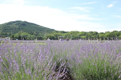 初夏を彩るラベンダーの花景色