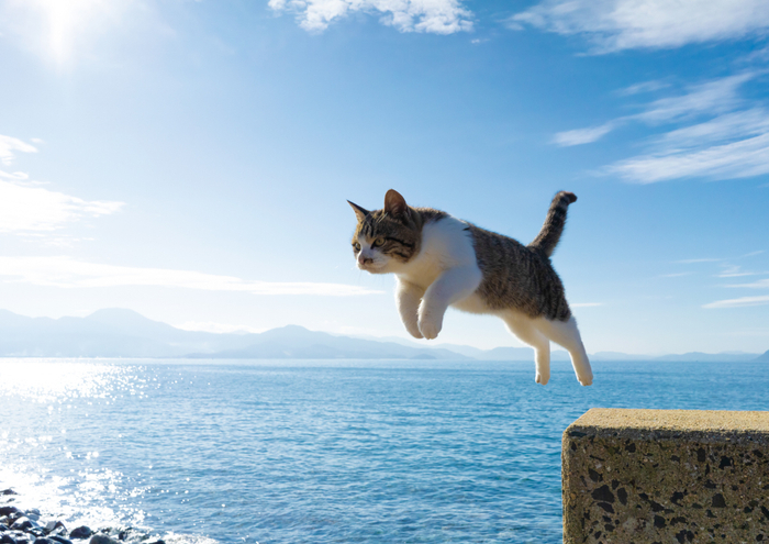 猫写真1