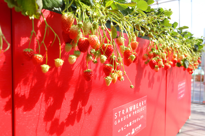 いちごの庭プロジェクトイメージ