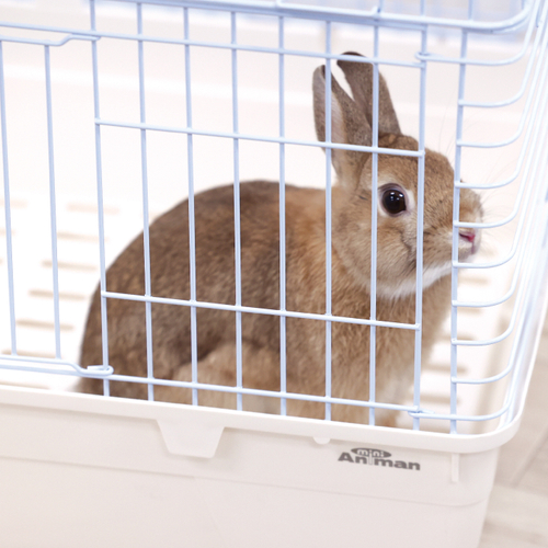 うさちゃん安心