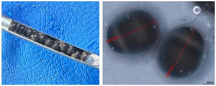 性転換個体から採取した成熟卵（左）、性転換個体から採取した成熟卵の顕微鏡写真（右）