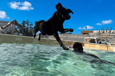 プールにダイブする犬